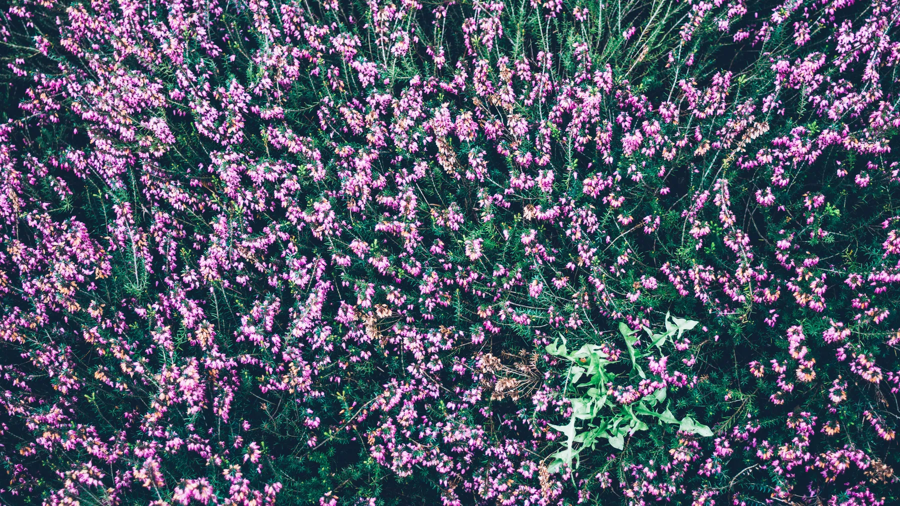 Close view of flowering pink heather